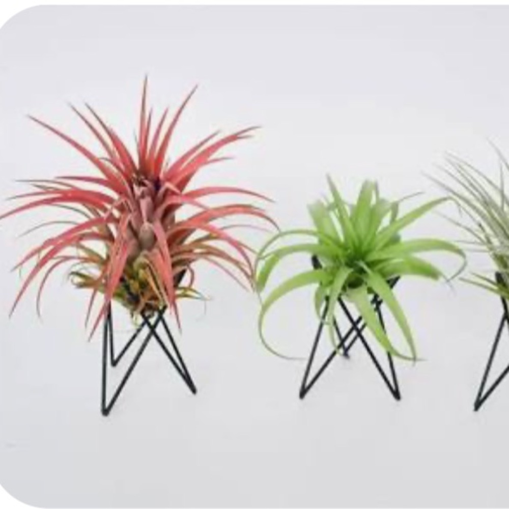 Set of Geometric Air Plant Holders - for those that love their plants ๐ - Picture 13 of 13